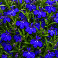 Lobelia Midnight Blue Punnet