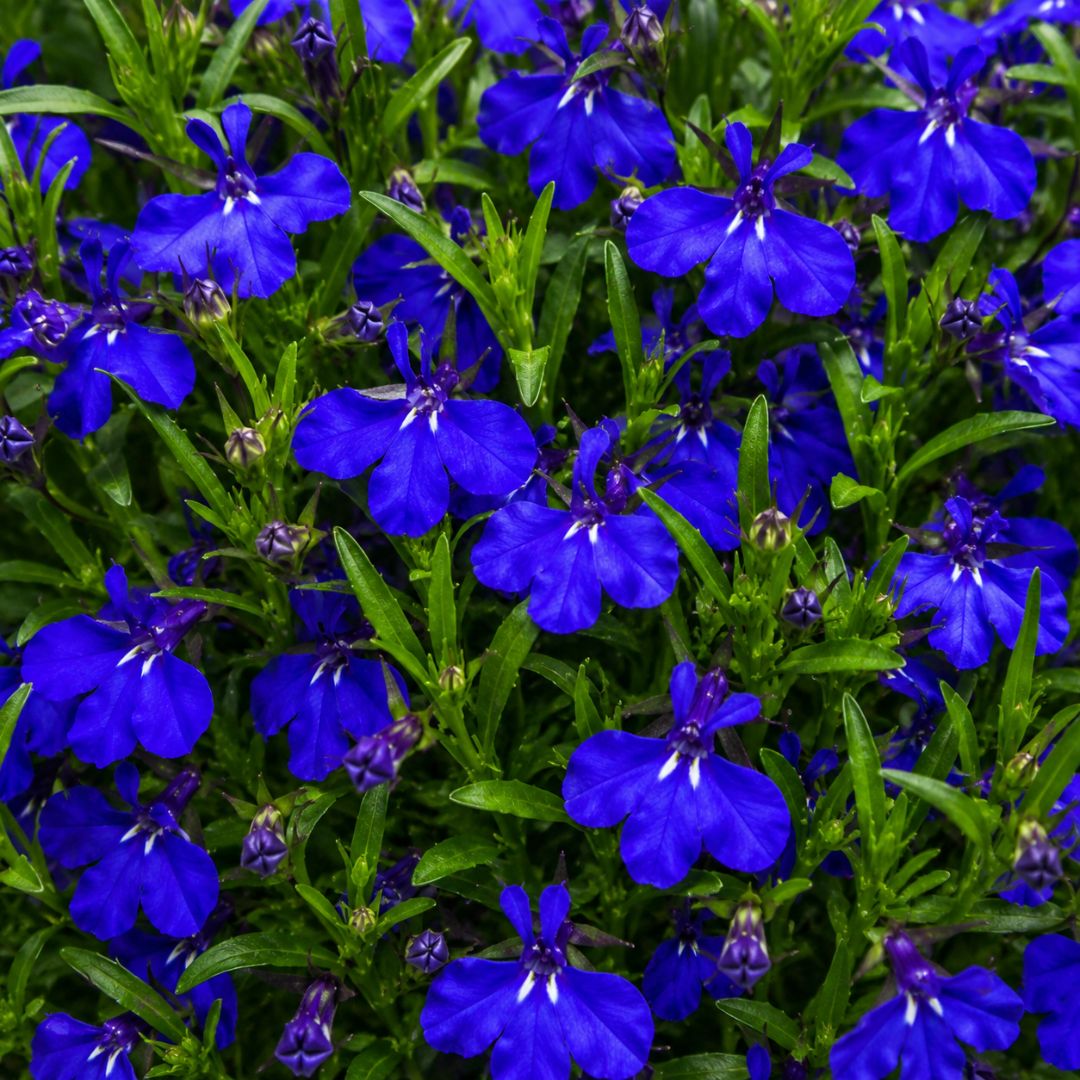 Lobelia Midnight Blue Punnet