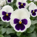 Pansy White Faces Punnet