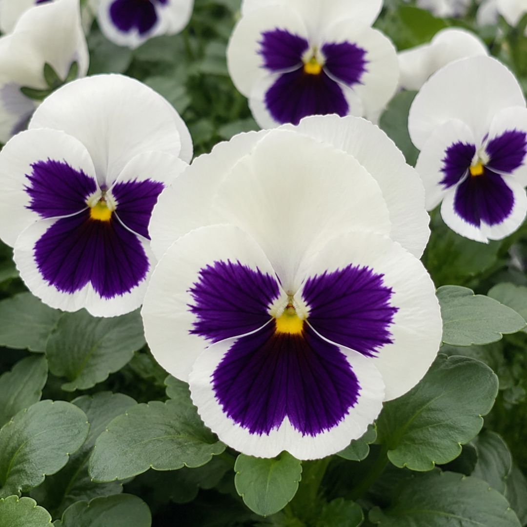 Pansy White Faces Punnet