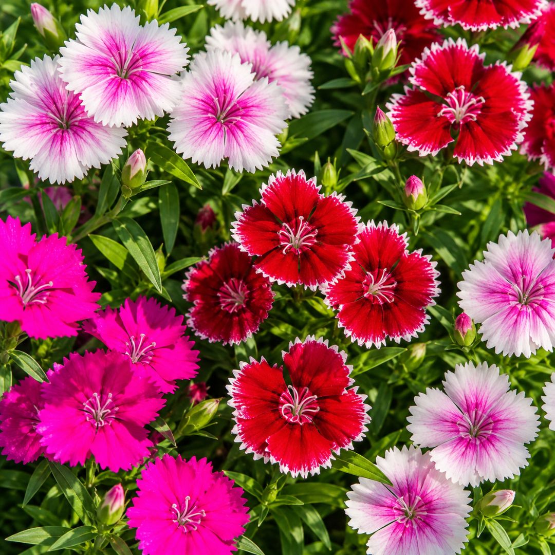 Dianthus Ideal Punnet