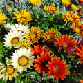 Gazania Talent Grey Leaf Punnet