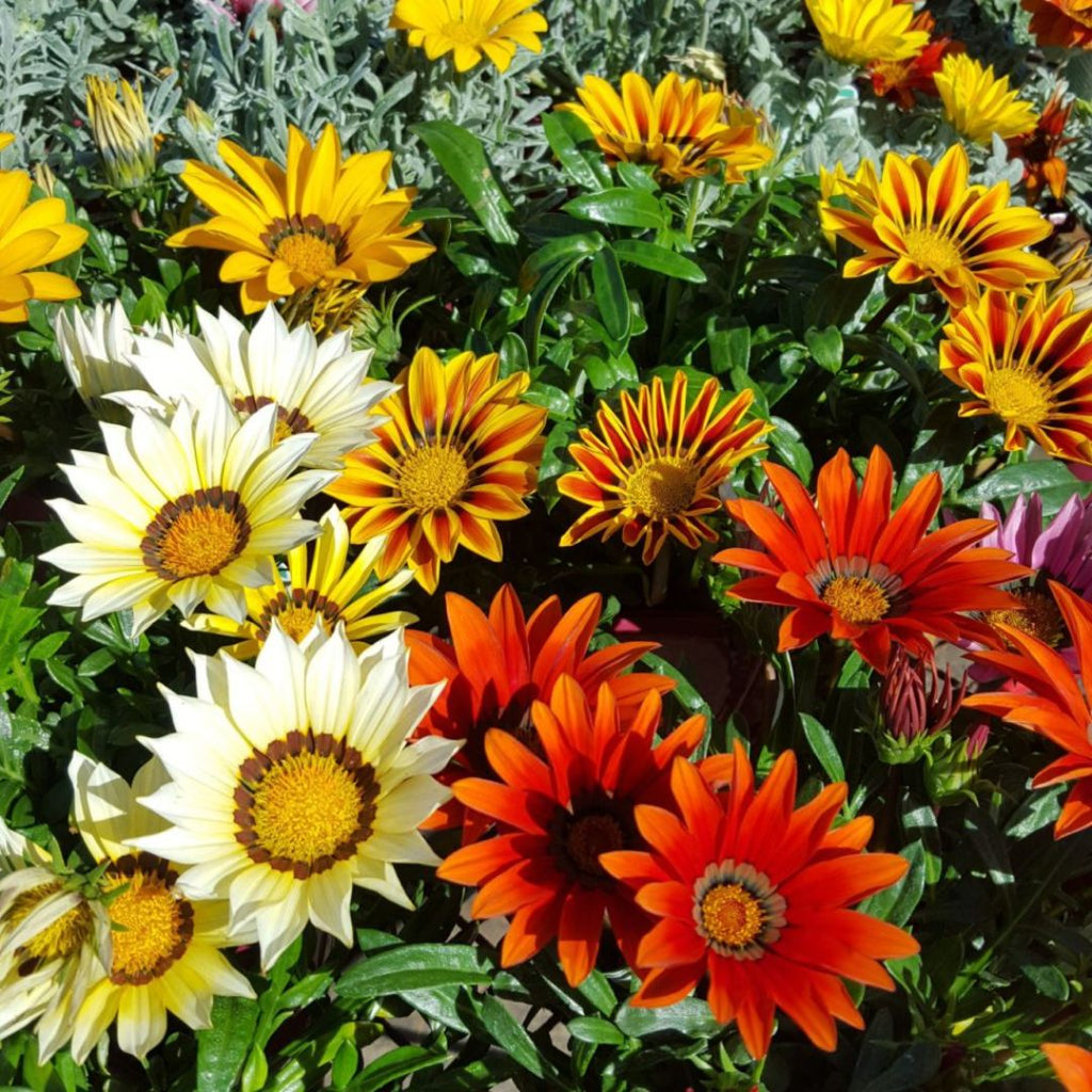 Gazania Talent Grey Leaf Punnet