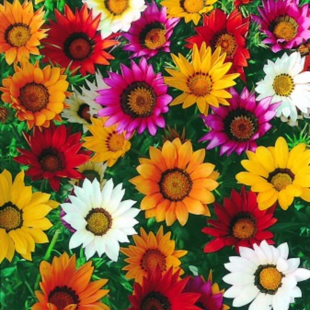 Gazania Green Leaf Punnet