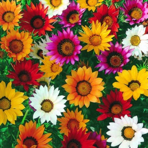 Gazania Green Leaf Punnet