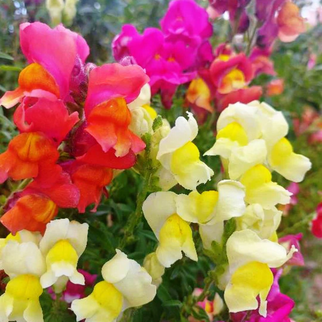 Snapdragon Dwarf Punnet 