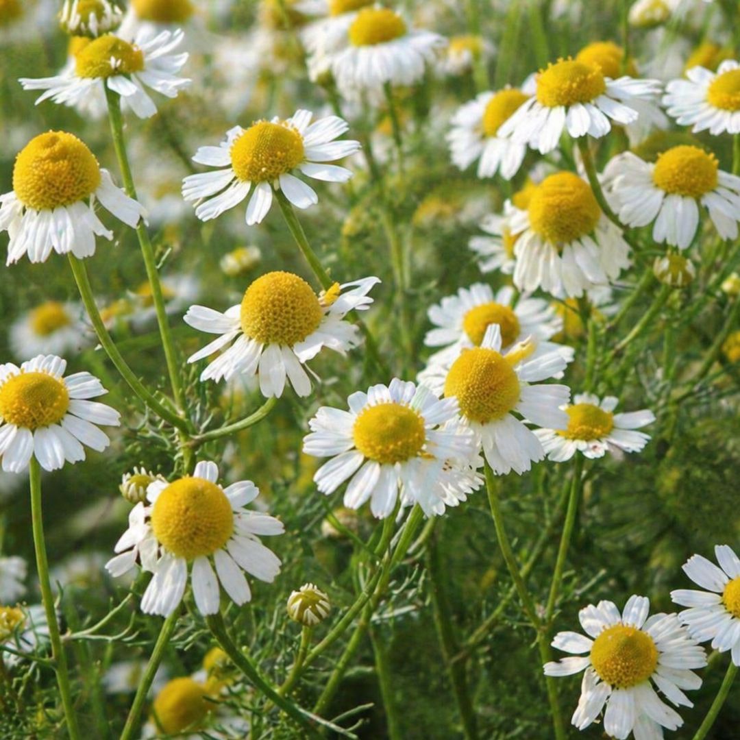 Chamomile 100mm