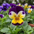Viola Heartease 100mm