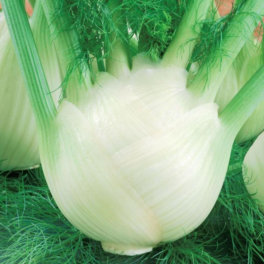 Fennel 100mm