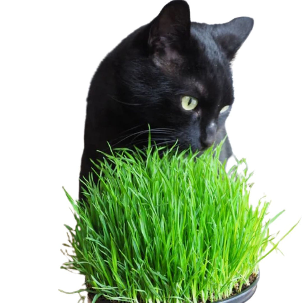 Pet Grass 100mm