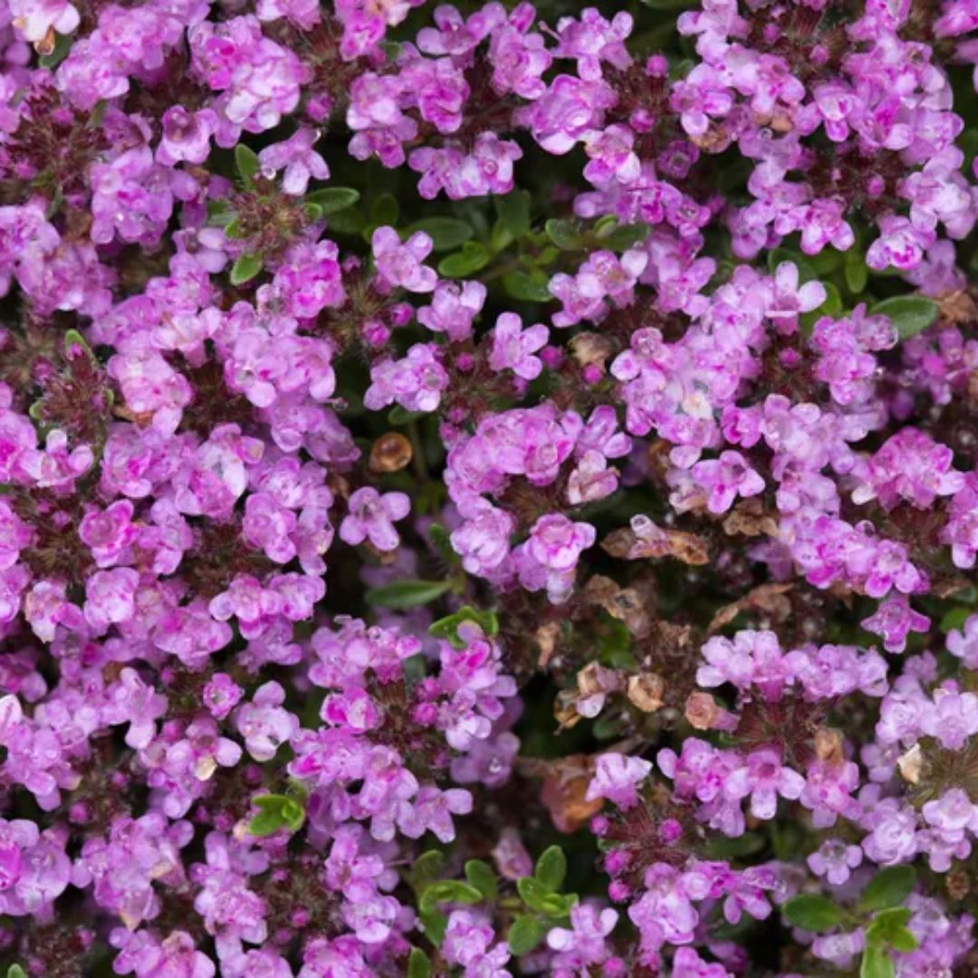 Thyme Creeping 100mm