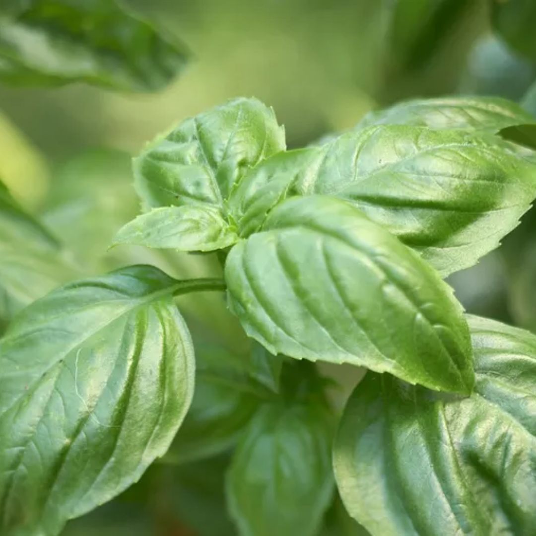 Basil Perennial 100mm