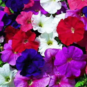 Petunia Bobby Dazzler Punnet