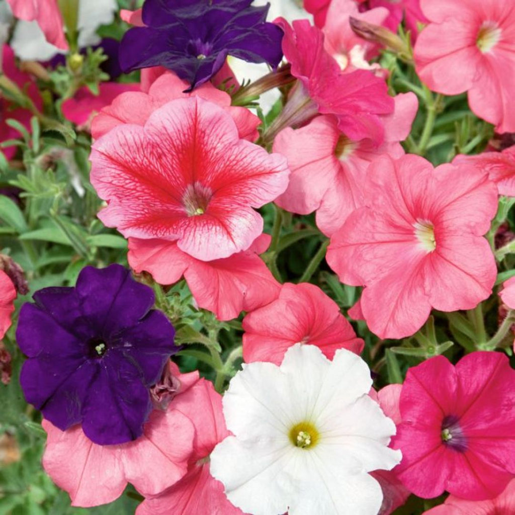 Petunia Colour Parade Punnet 