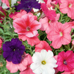 Petunia Colour Parade Punnet 