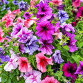 Petunia Daddy Mix Punnet