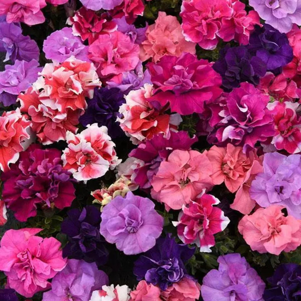 Petunia Double Mix Punnet