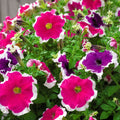 Petunia Hulahoop Mix Punnet