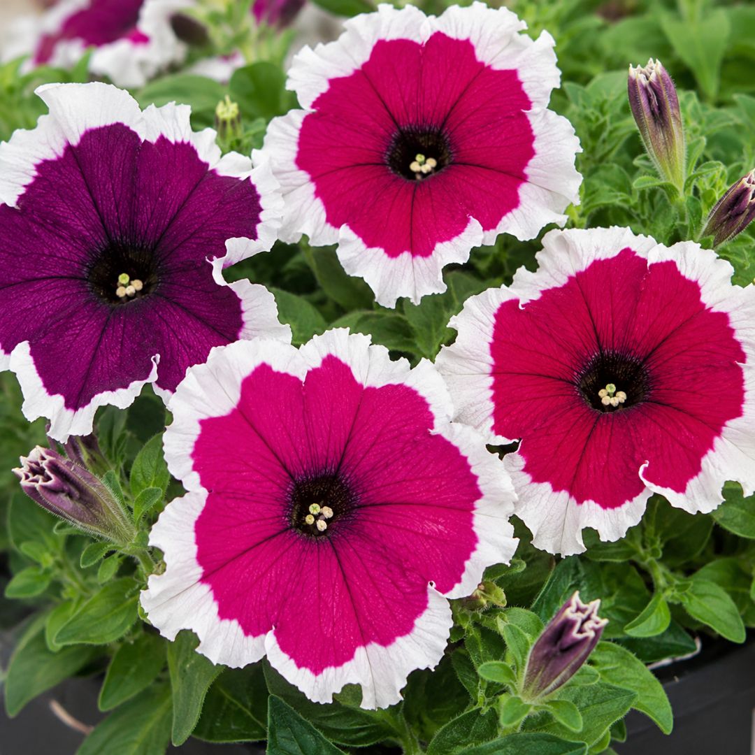 Petunia Picotee Mix Punnet