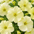 Petunia Yellow Lime Punnet