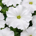 Petunia Mirage White Punnet