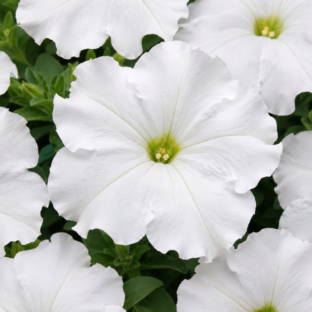 Petunia Mirage White Punnet