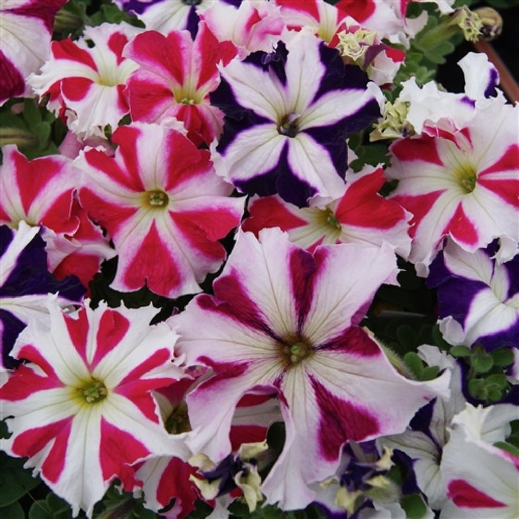 Petunia Tango All Star Mix Punnet