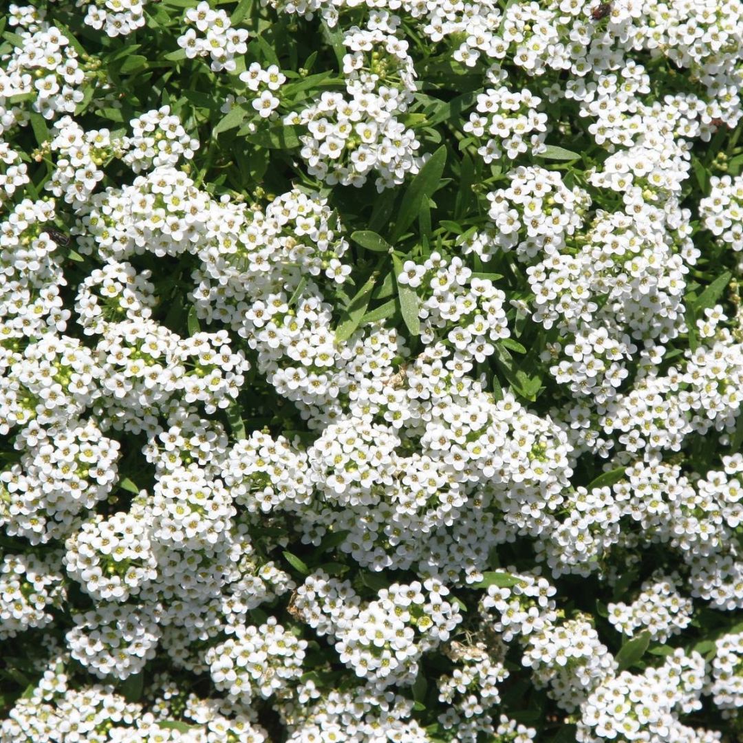 Alyssum Carpet Of Snow Punnet