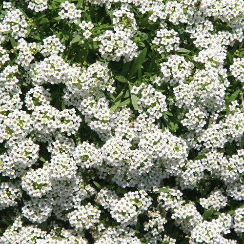 Alyssum Carpet Of Snow Punnet
