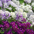Alyssum Mixed Punnet