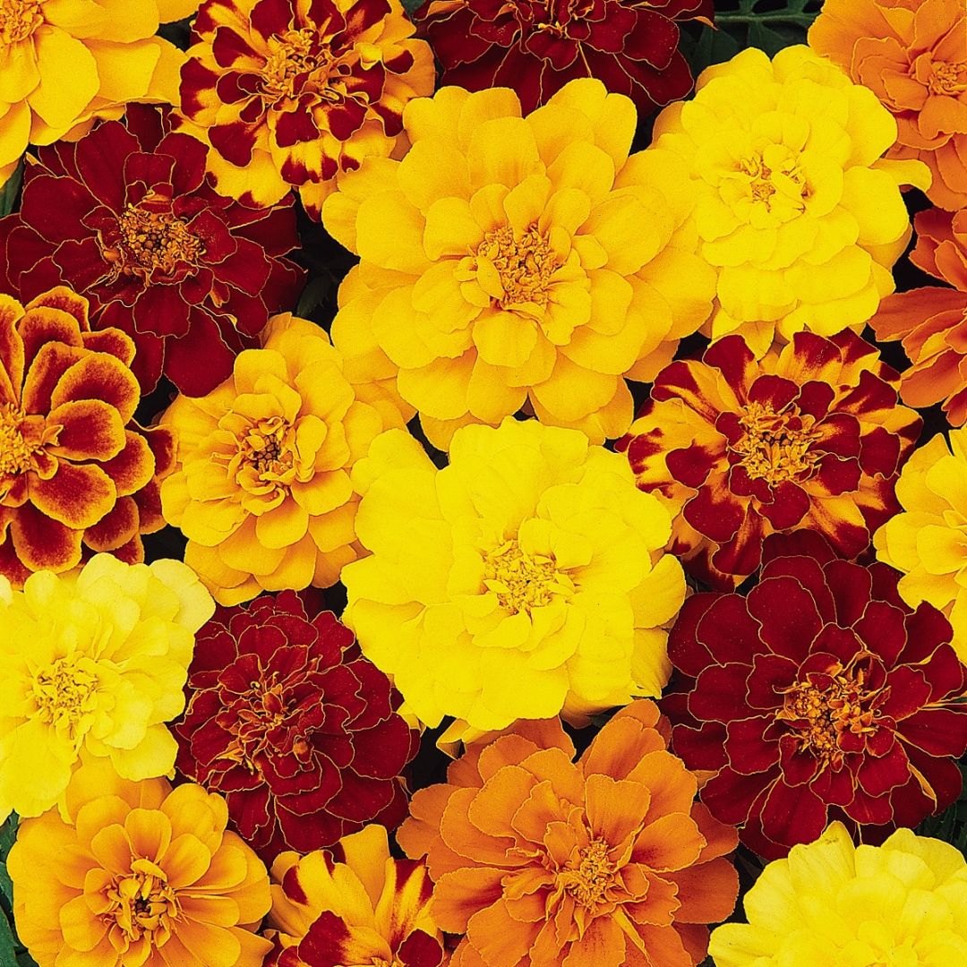 Marigold Durango Mixed Punnet
