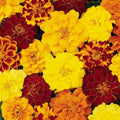 Marigold Durango Mixed Punnet