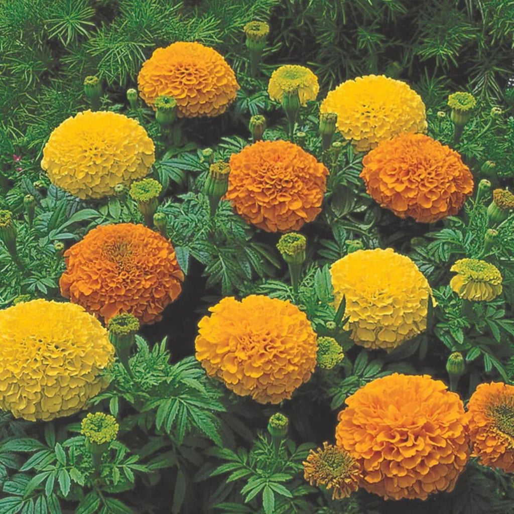 Marigold Inca Punnet 