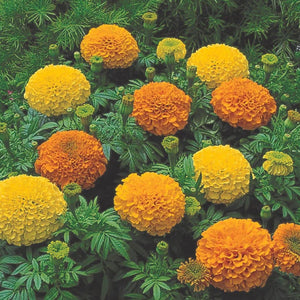 Marigold Inca Punnet 