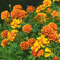 Marigold Dwarf Mix Punnet 
