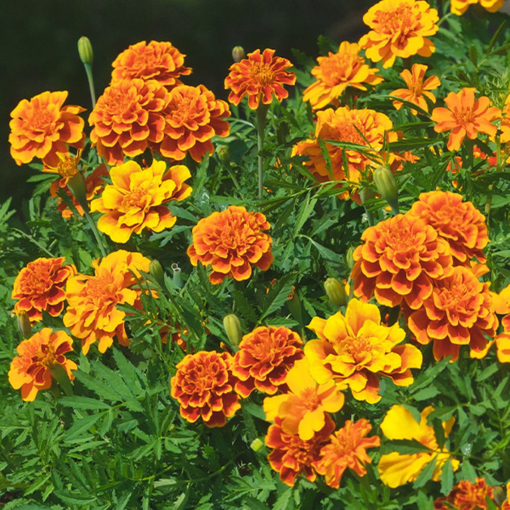 Marigold Dwarf Mix Punnet 