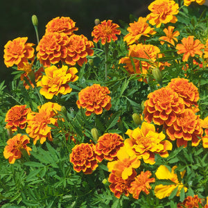 Marigold Dwarf Mix Punnet 