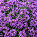Alyssum Royal Carpet Purple Punnet