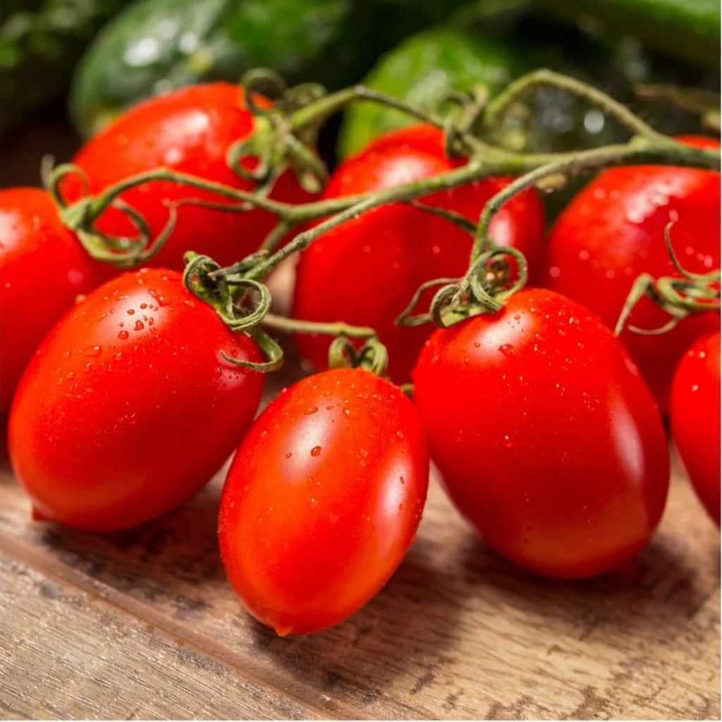 Tomato Cherry Roma 100mm