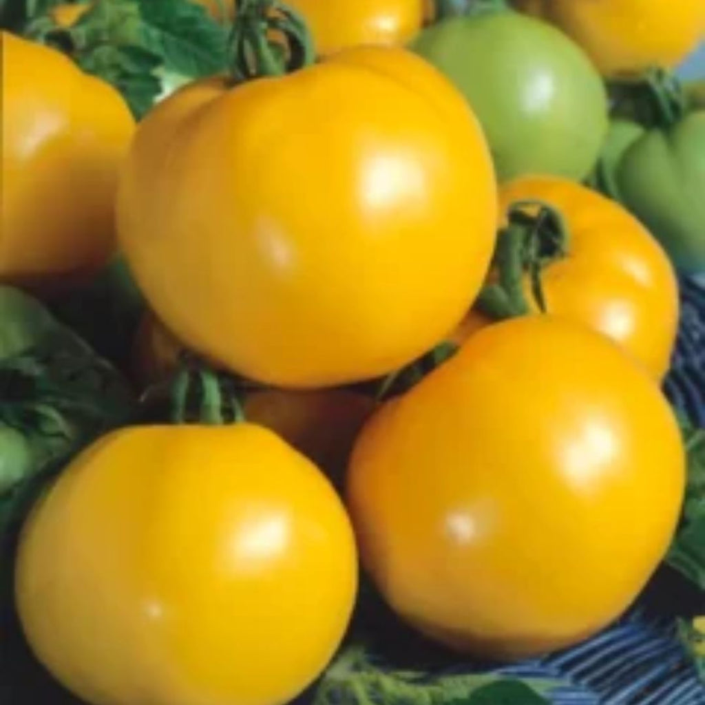 Tomato Jubilee Yellow 100mm
