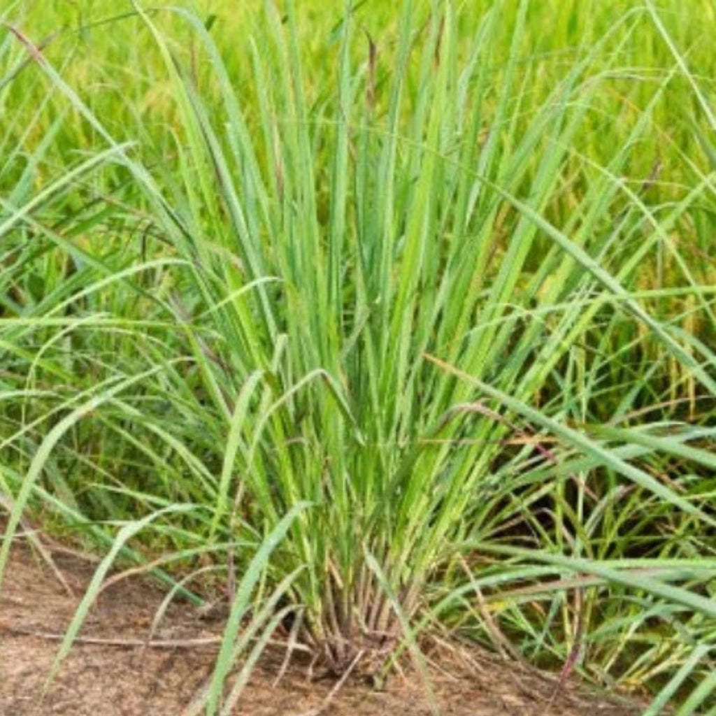 Lemongrass 100mm