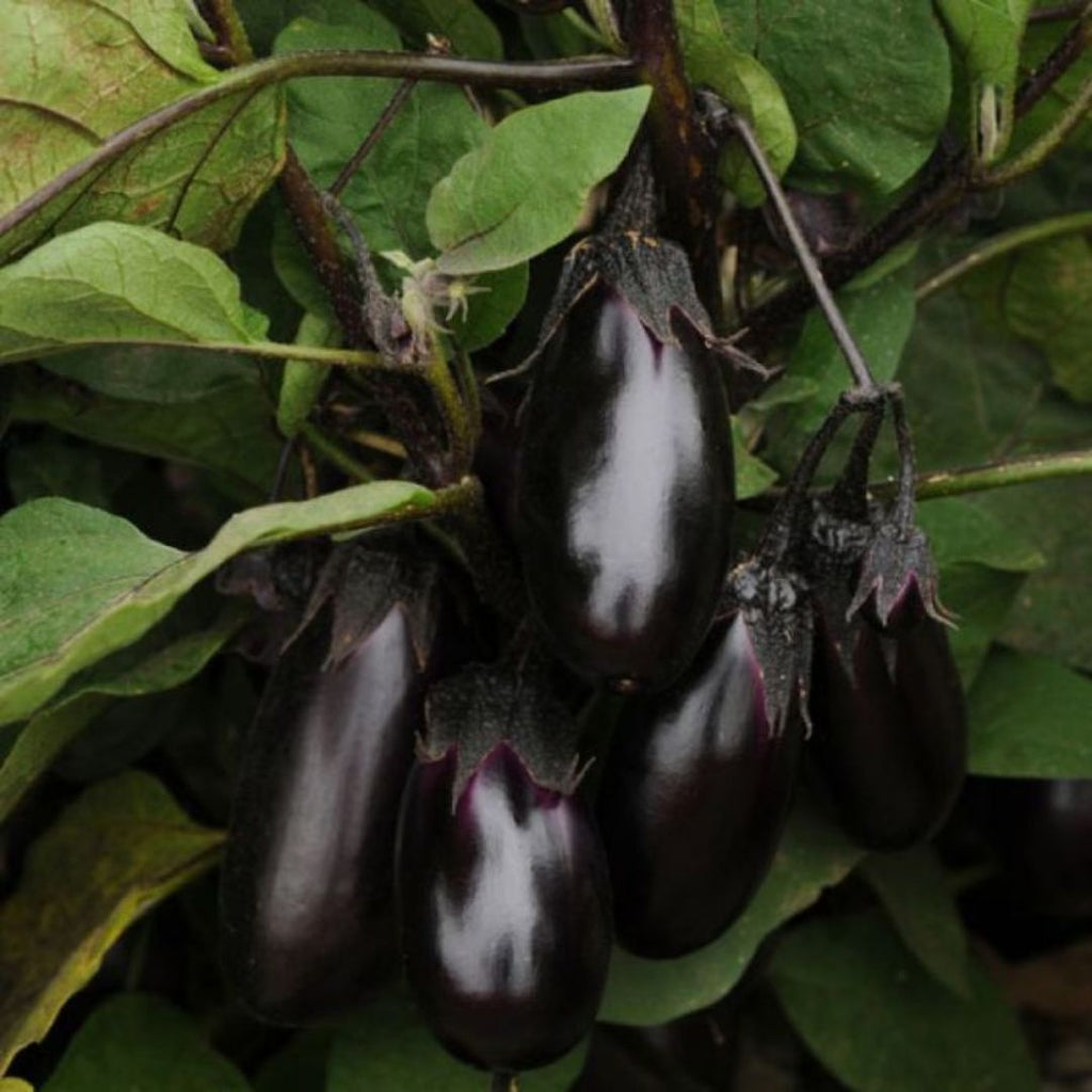 Eggplant Patio Baby 100mm