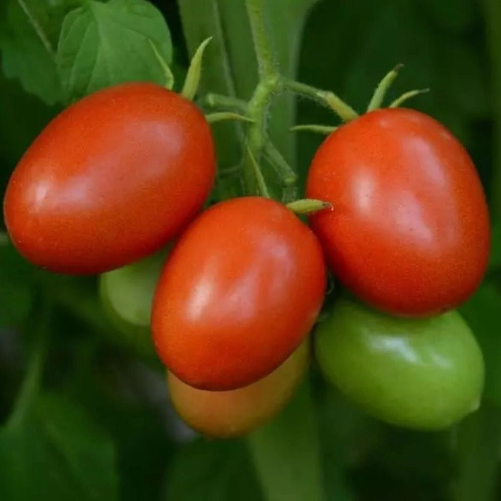 Tomato Little Napoli 100mm