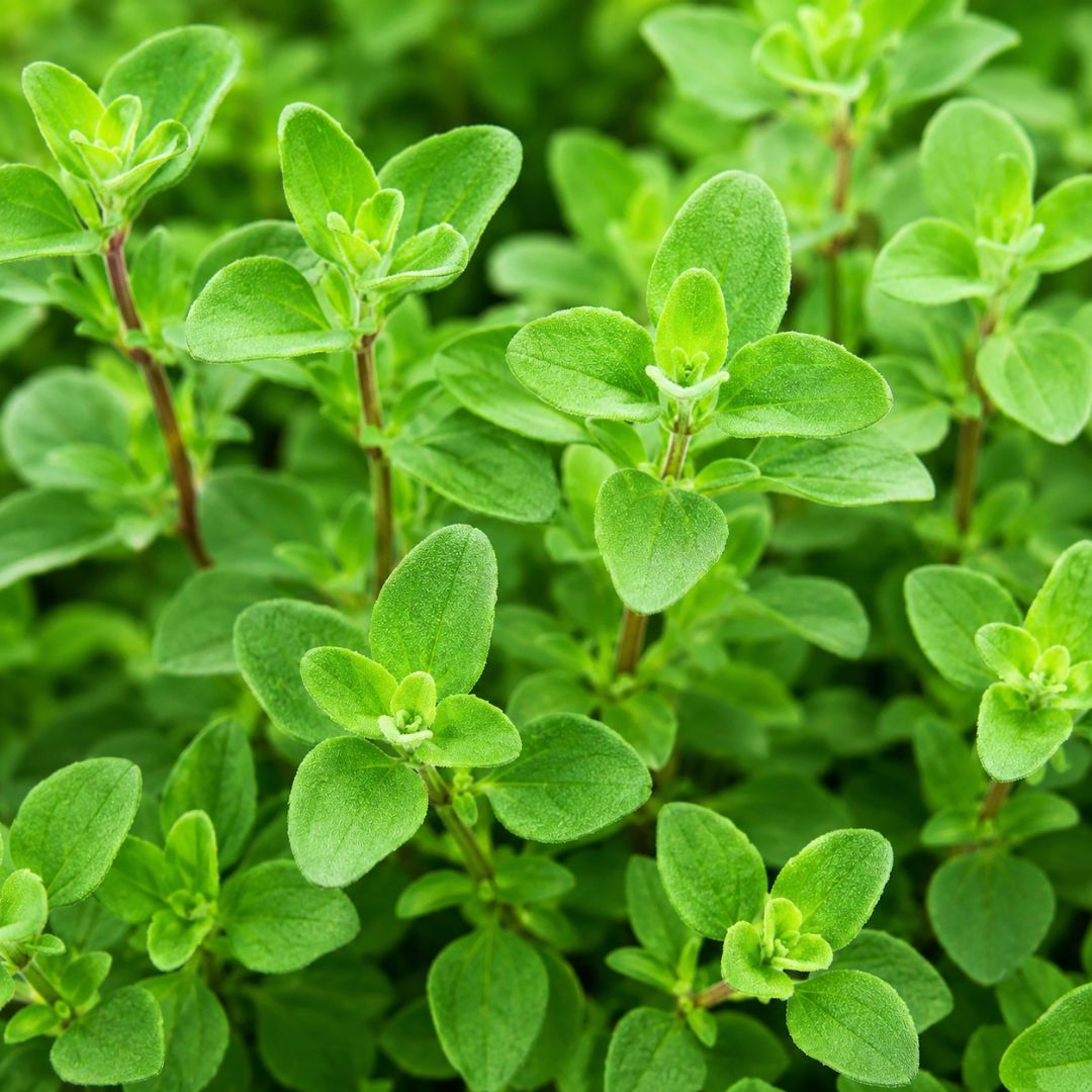 Sweet Marjoram 100mm