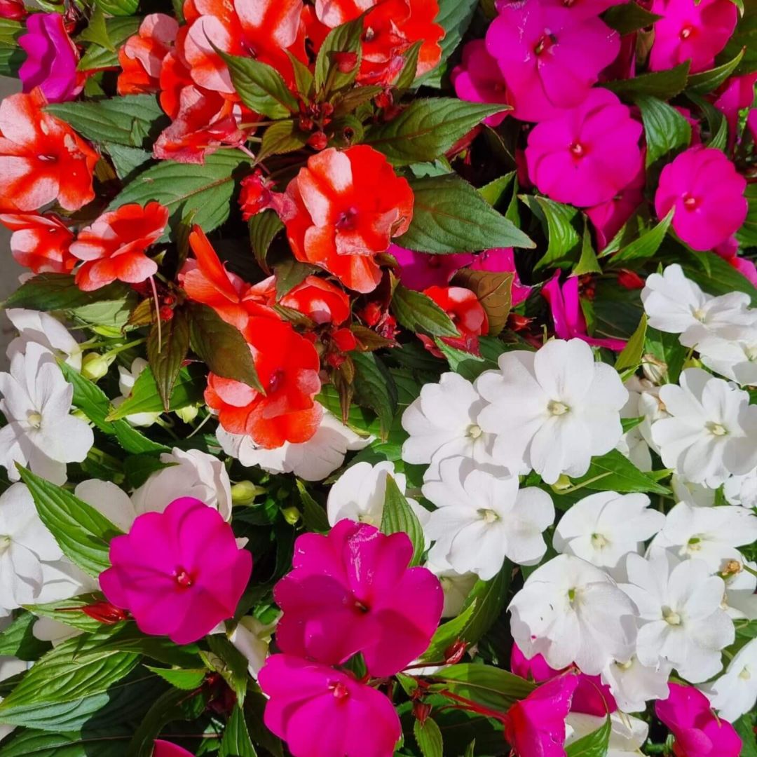 Impatiens Mix Punnet