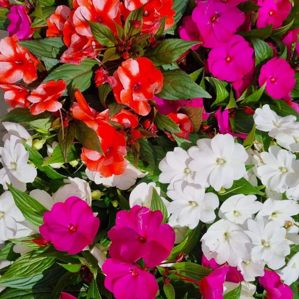Impatiens Mix Punnet