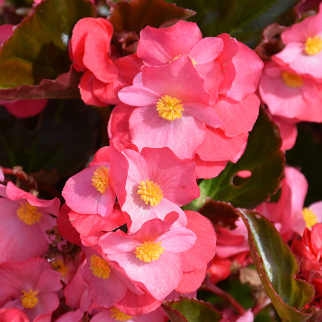 Begonia Bronze Leaf Punnet 