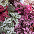 Hypoestes Mixed Punnet