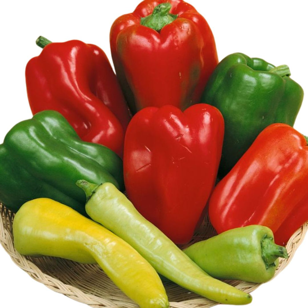 Capsicum Sweet Mix 100mm