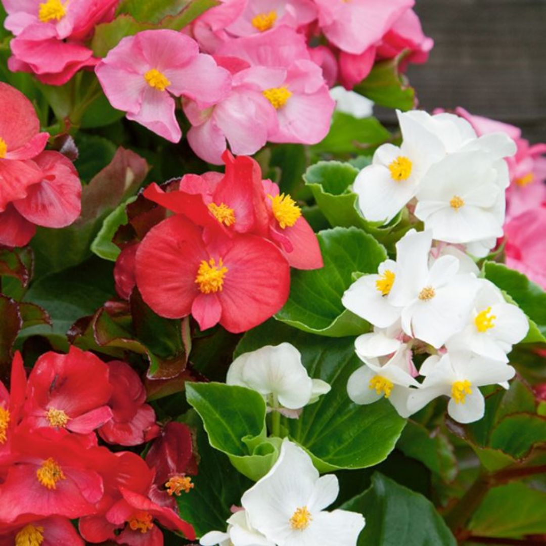 Begonia Green Leaf Punnet